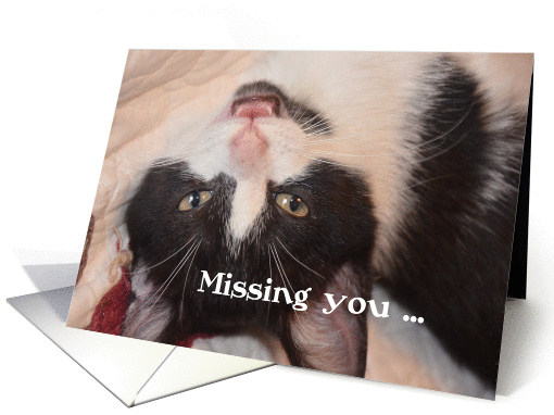 Missing You Cat, Black and White Kitten card (1311090)