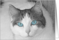 Missing You Blue Eyed Cat card