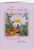 Sympathy Loss of Mother, Asters card