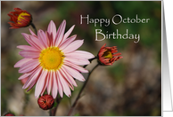 October Birthday, Pink Asters card