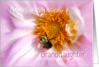 Granddaughter Happy Birthday, Flower and Bee card