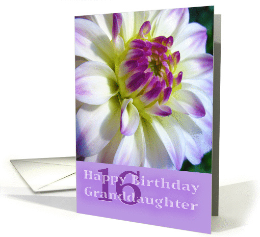 Granddaughter 16th Birthday, purple dahlia card (1321568)