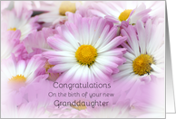 Congratulations on the birth of your new Granddaughter, pink daisies card