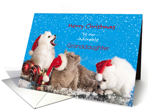 Dogs, Cat, Granddaughter, Christmas, Snow card (1712248)