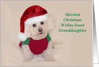 Granddaughter Merry Christmas Cute Santa Bichon card