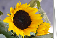 A Sunny Birthday Sunflower card