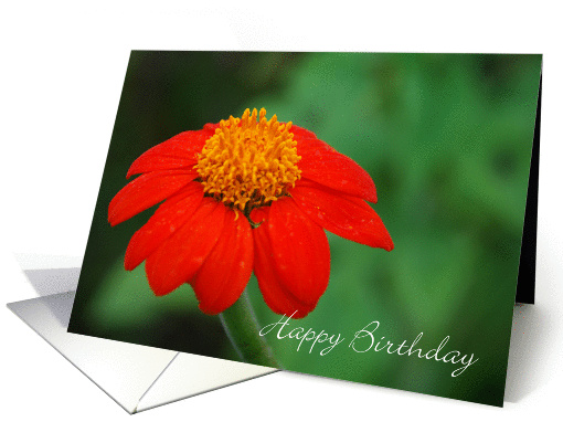 Birthday Mexican Sunflower, Red Mexican Sunflower with Green card