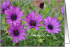 Purple Daisies Birthday card