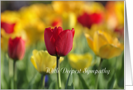 Sympathy Tulips, red...