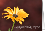 Orange Daisy Birthday card