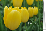 Yellow Tulips Thanks...