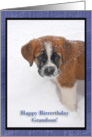 Snowy Puppy Grandson Birthday card