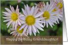 Granddaughter Pink Daisy Birthday card