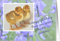 Spring Chicken Happy Birthday card