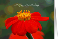 Mexican Sunflower, Happy Birthday card