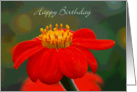 Mexican Sunflower, Happy Birthday card