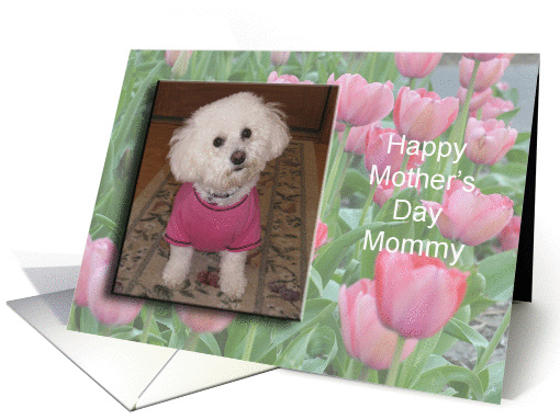 Bichon with Tulips, Happy Mother's Day Mommy card (787751)