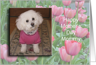 Bichon with Tulips,...