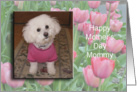 Bichon with Tulips, Happy Mother’s Day Mommy card