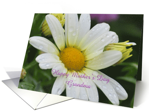 Daisy with dew drops, Happy Mother's Day Grandma card (789458)