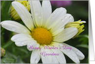 Daisy with dew drops, Happy Mother’s Day Grandma card