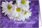 White Daisies with Purple, Easter Blessings card