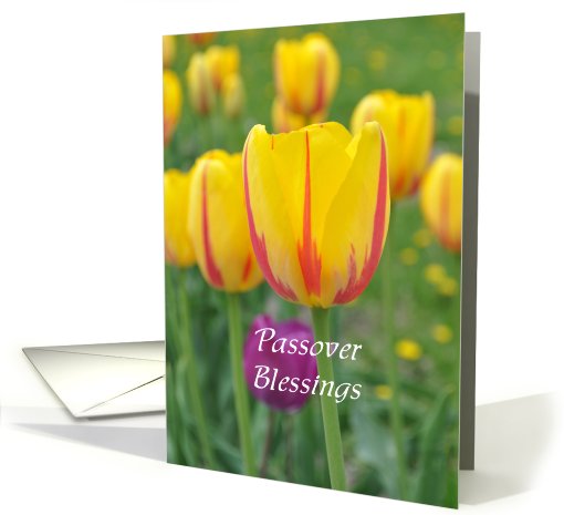 Yellow and Pink Tulips saying Passover Blessings card (795158)
