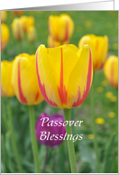Yellow and Pink Tulips saying Passover Blessings card