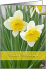 Daffodils, Happy Easter card