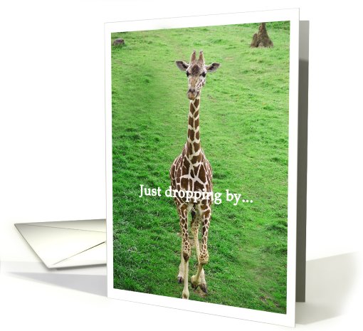 Giraffe, Just dropping by... Birthday card (803988)