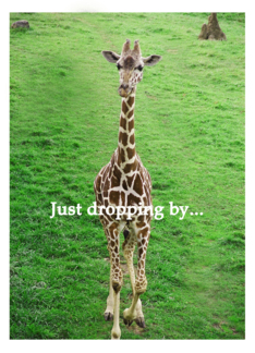 Giraffe, Just...