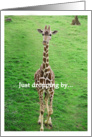 Giraffe, Just dropping by... Birthday card