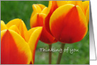 Red and Yellow Tulips, Thinking of you card