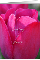 Sending a flower, pink tulip healing card