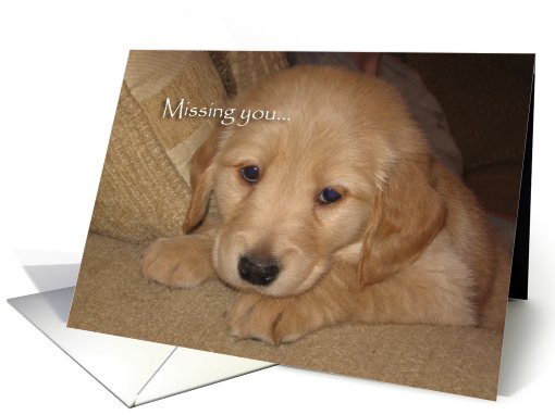 Missing you, golden retriever puppy card (811466)