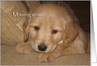 Missing you, golden retriever puppy card