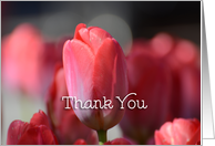 Thank You, Red Tulips card