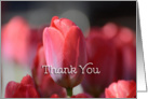 Thank You, Red Tulips card