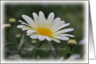Happy Birthday Dear Friend, White Daisy card