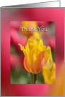 Thank you, blank tulip card