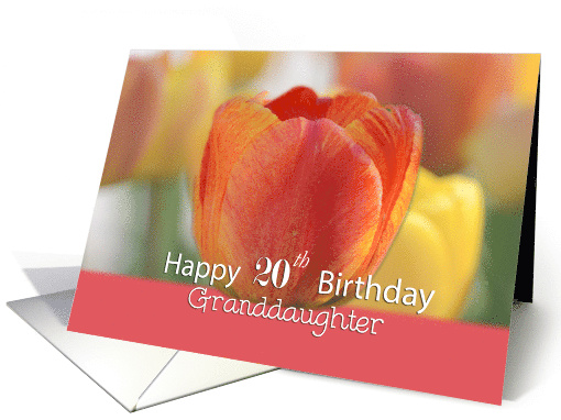 Granddaughter Happy 20th Birthday Orange and yellow tulips card