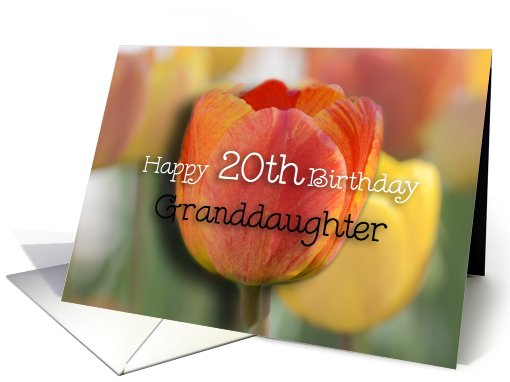 Happy 20th Birthday Granddaughter, Orange and yellow tulips card