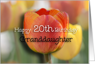 Happy 20th Birthday Granddaughter, Orange and yellow tulips card