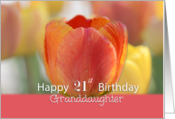 Granddaughter Happy 21st Birthday Orange and yellow tulips card