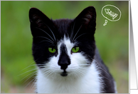 Happy Birthday, Green-Eyed Cat card