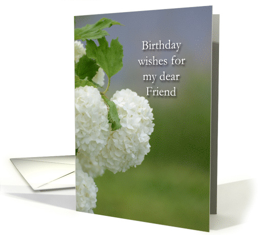 Birthday wishes for my dear Friend, Snowball flower blossoms card