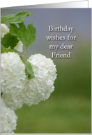 Birthday wishes for my dear Friend, Snowball flower blossoms card