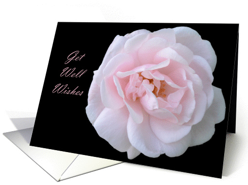 Get Well Wishes, Pink Rose with black background card (848446)