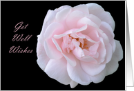 Get Well Wishes, Pink Rose with black background card