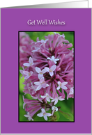 Get Well Wishes, purple flowers framed on a purple card